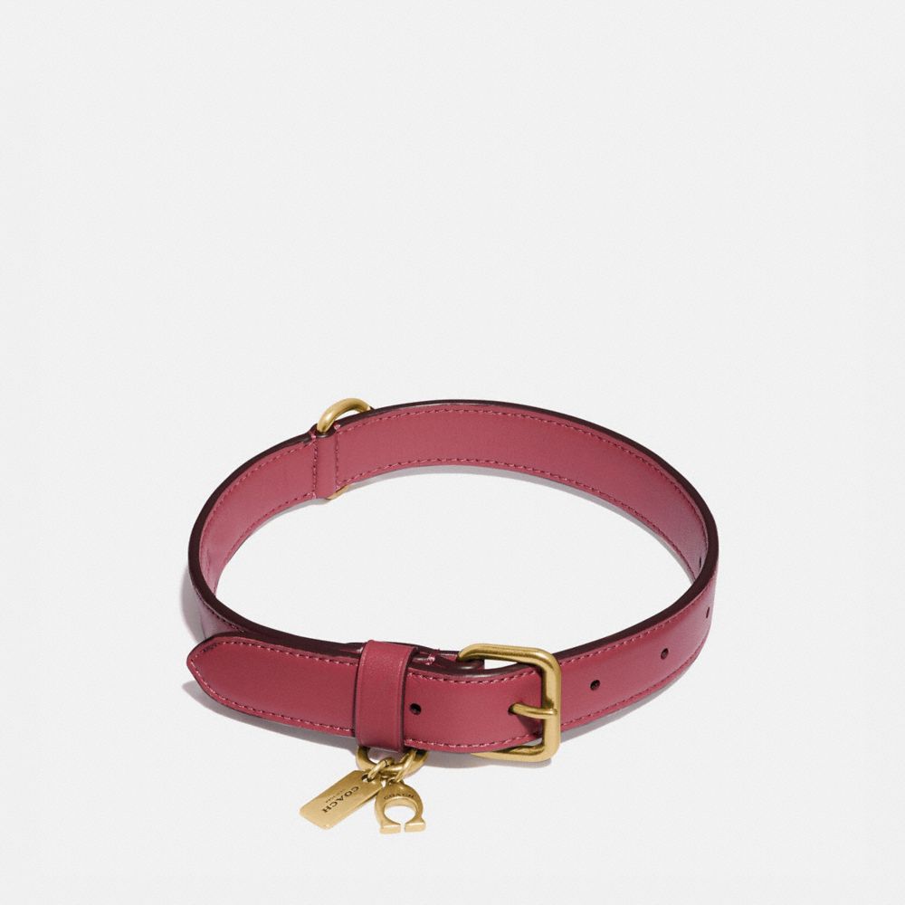 Coach dog collar clearance medium