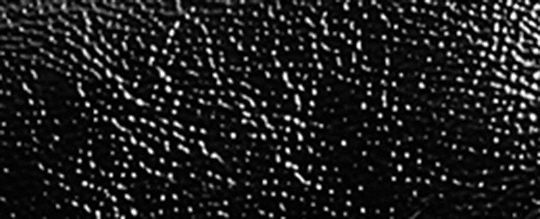 Plata/Negro