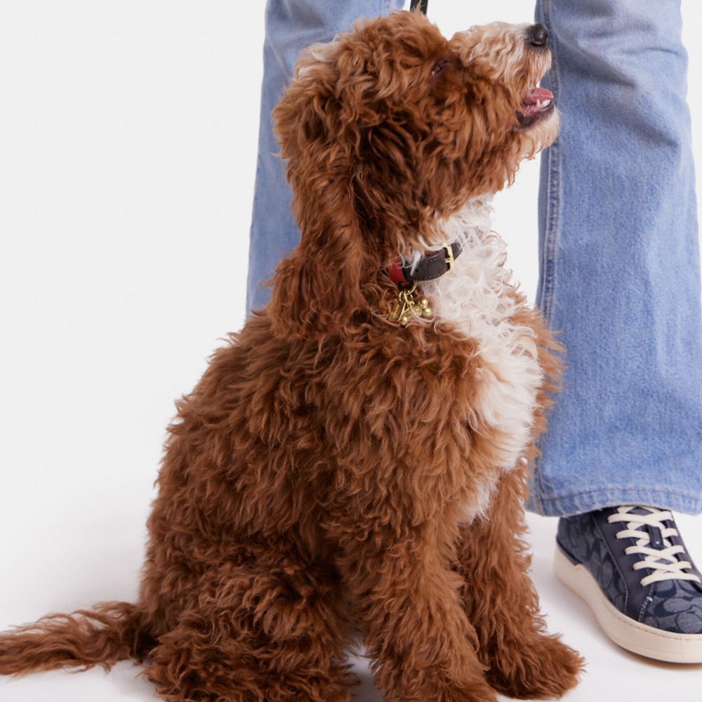 Extra-small pet collar in beige and ebony canvas