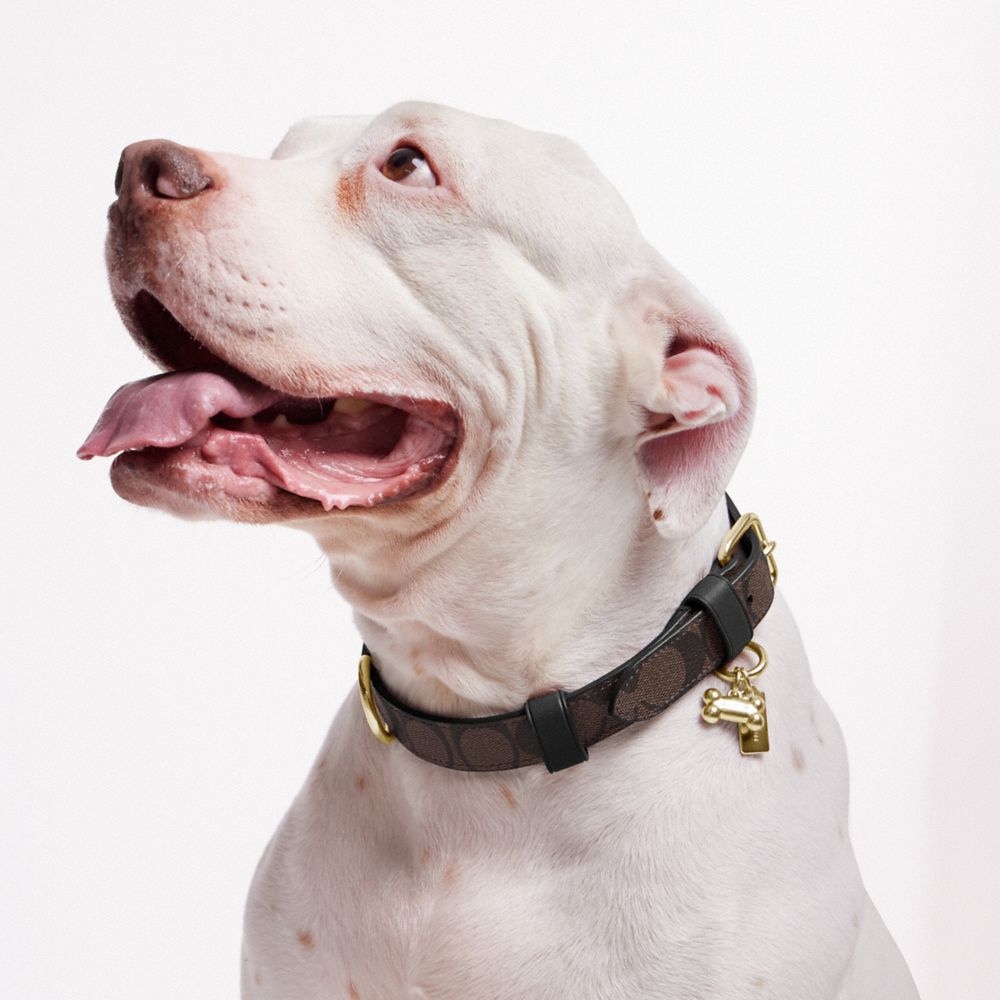 Coach store dog collar