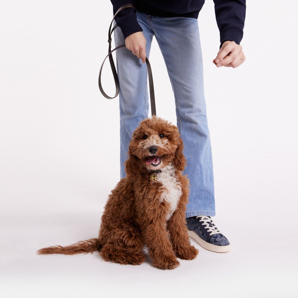 COACH®,BOXED SMALL PET LEASH IN SIGNATURE CANVAS,Gold/Brown Black,Detail View