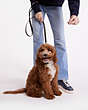COACH®,BOXED SMALL PET LEASH IN SIGNATURE CANVAS,pvc,Gold/Brown Black,Detail View