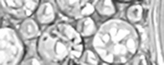 COACH&reg;,Signature Stud Earrings,Studs,Lettering Word,Logo,Rhinestones,Gold Plated,Casual,Clear