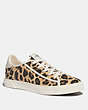 C136 Low Top Sneaker With Leopard Print